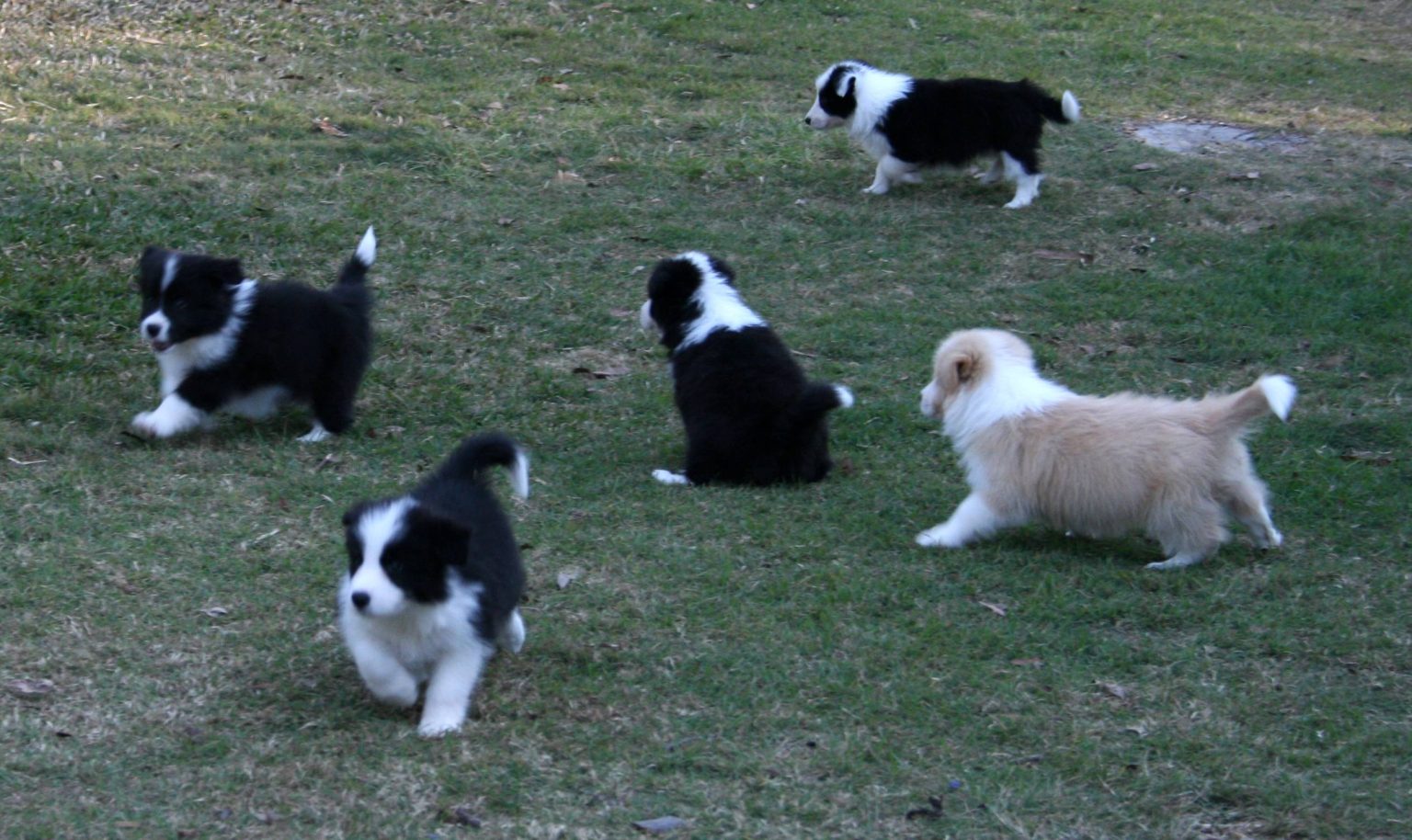Litters Perrioak Border Collies